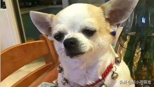 狗狗呕吐白色粘液是急性肠胃炎吗,狗狗吐黄水就是胰腺炎吗