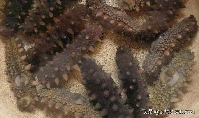 发海参时尾部要剪开吗,发海参有什么好的办法吗