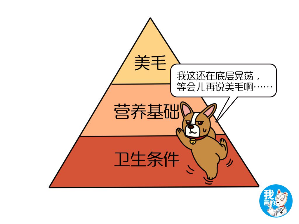 怎么样可以给狗狗美毛,狗狗美毛用什么比较好