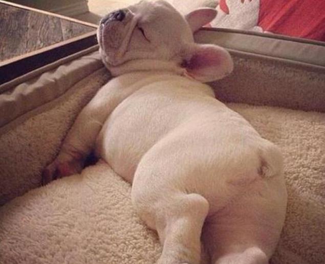 泰迪狗狗晚上不睡觉一直叫怎么办,狗狗晚上不睡觉满屋遛是什么原因