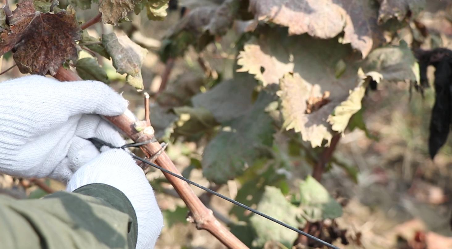 葡萄休眠期的修剪方法,葡萄冬季修剪的最佳时间