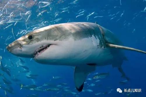 世界公认的最强淡水大鱼,史上最可怕的十大鱼