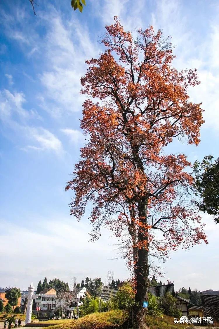 南田刘基故里景区,南田刘基庙