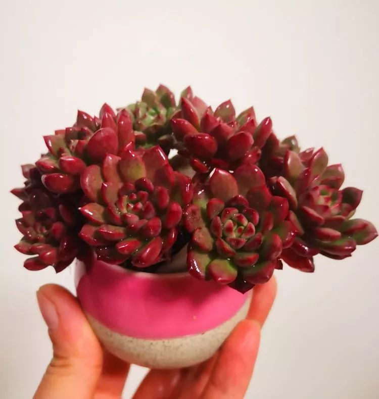 一花一叶一世界多肉,一花一世界多肉之美