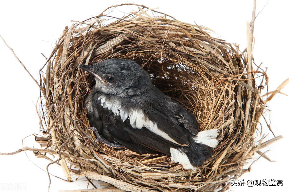 八哥天生就能学人说话吗,有人说家里不可以养八哥