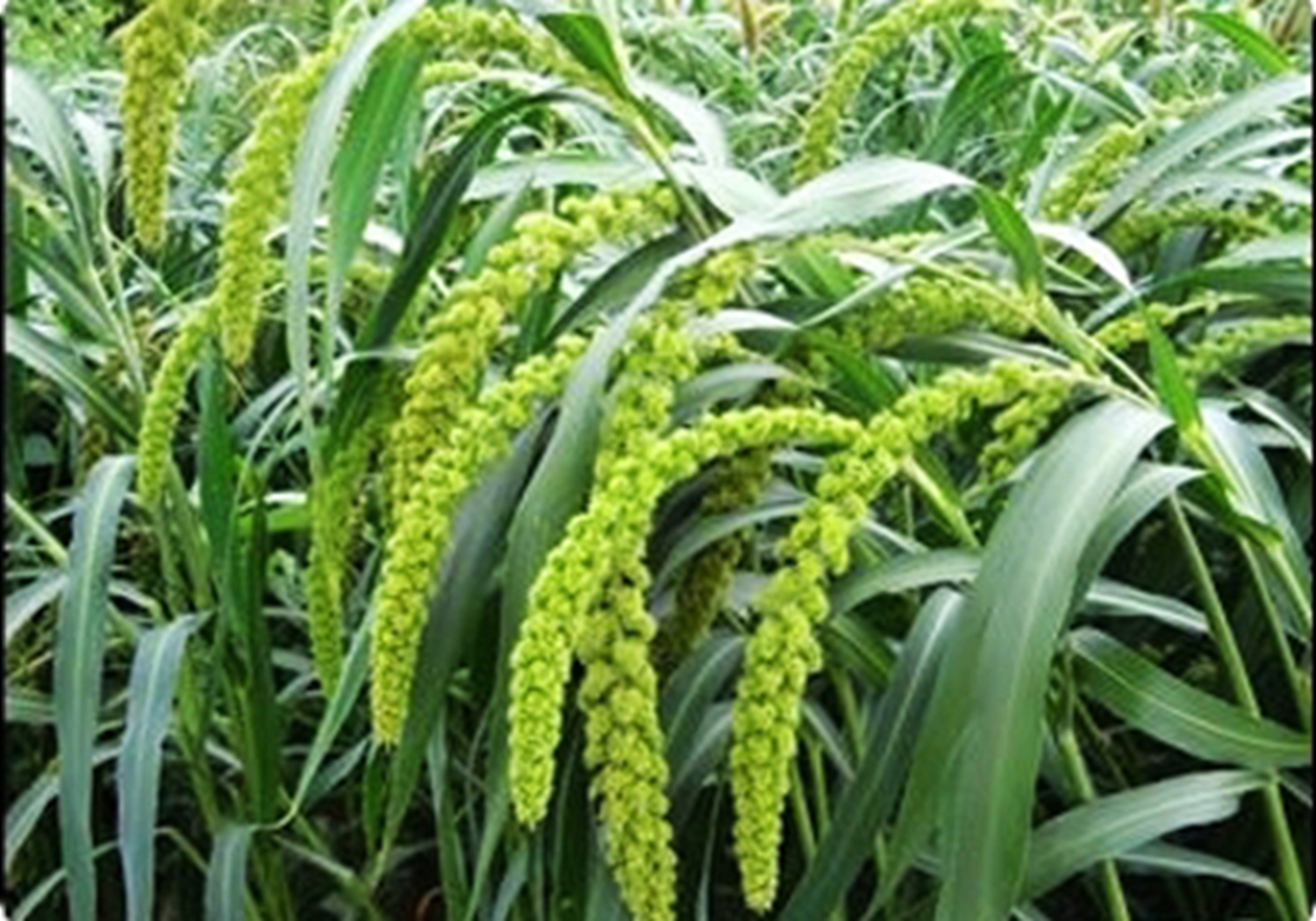 谷子种植，了解好谷子生长发育的需求，满足所需才能长得好