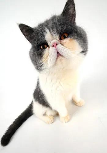 养猫招财到什么程度最好,猫咪是招财猫的象征