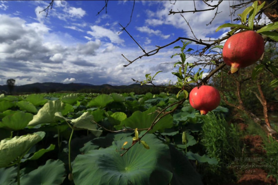 云南建水酸石榴皮薄多汁,建水县老树酸甜石榴