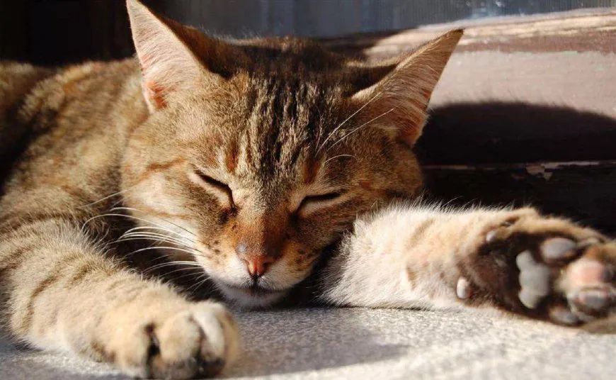 狗中暑怎么办狗狗中暑急救指南,猫咪中暑的症状和急救措施视频