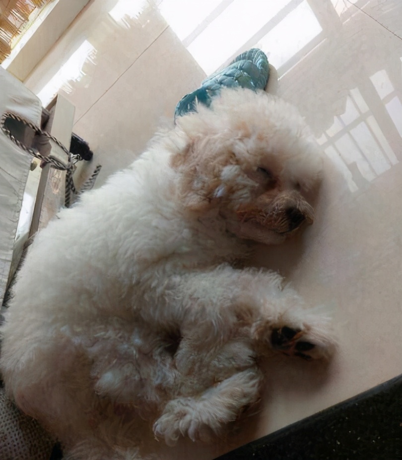 如何正确饲养比熊犬3大注意事项,养比熊犬要注意些什么