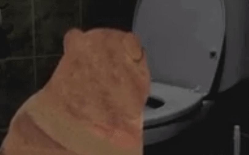 被做成表情包的柴犬doge,doge柴犬表情包万恶之源