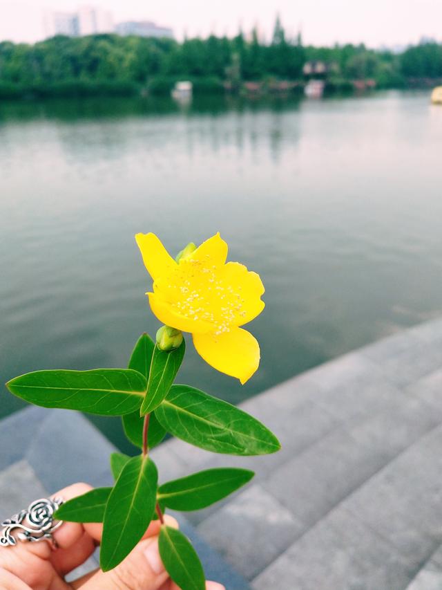 那些唱错了的歌词深入人心,写不完的温柔歌词表达什么