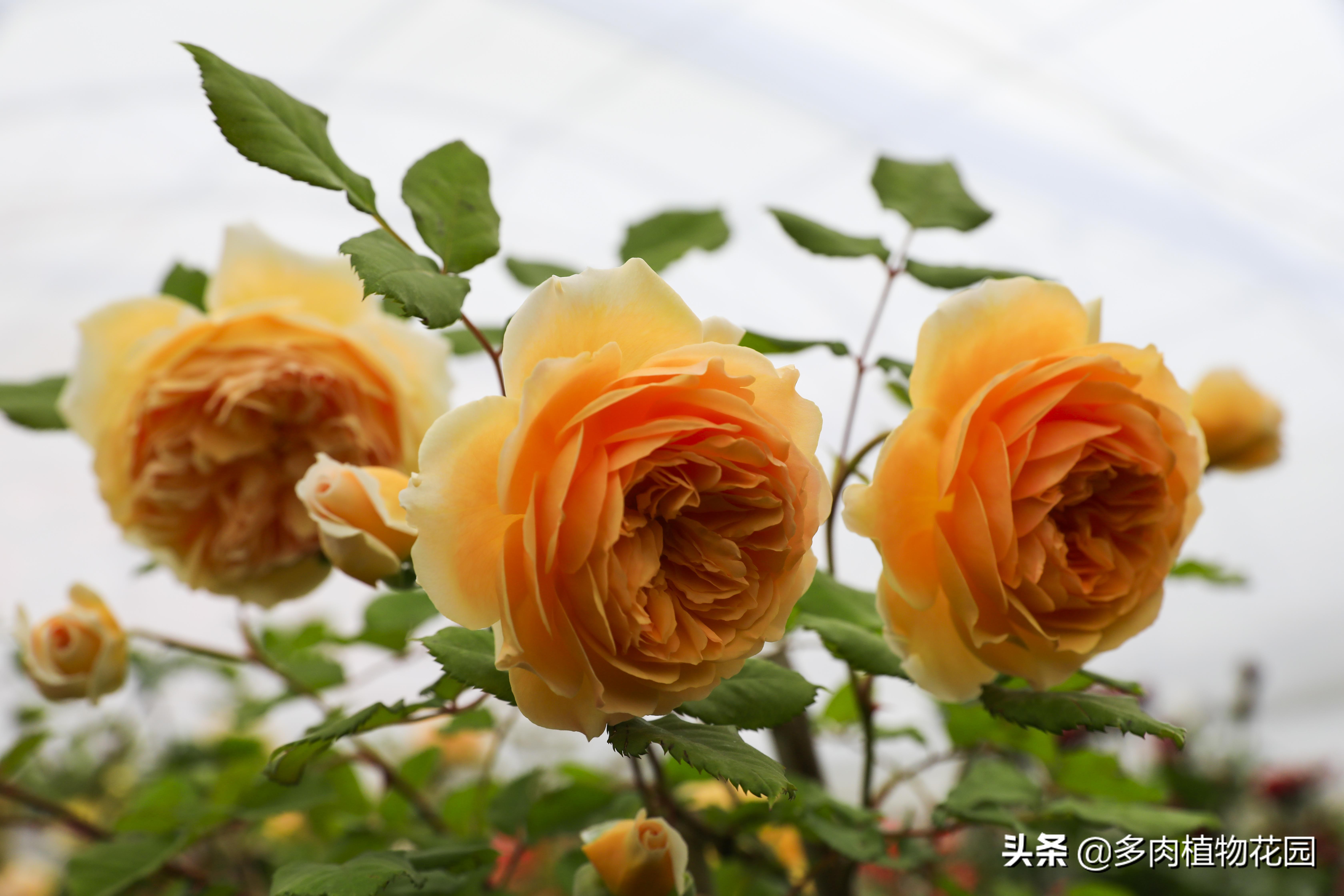 玫瑰花的养护方法,月季花苗怎么养护