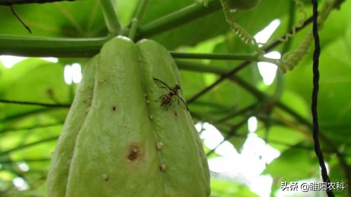 这六种虫子千万不要碰,4种虫千万不要碰