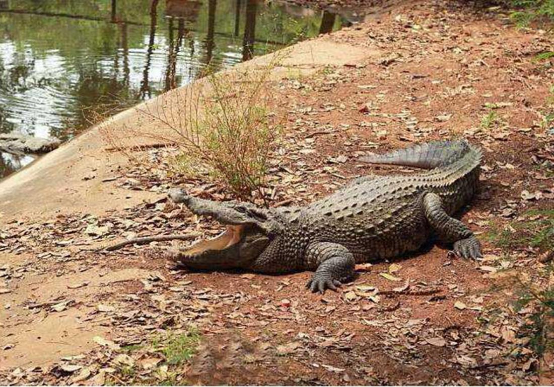 养殖鳄鱼的禁忌有哪些东西,鳄龟处理不干净有毒吗