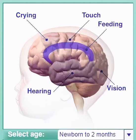 早教开发智力靠谱吗,早教开发全脑靠谱吗