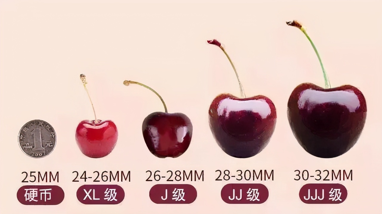 车厘子怎么在中国火起来的,车厘子在中国是怎么火的