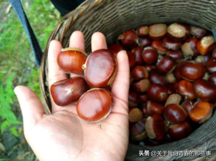 剥板栗壳，直接水煮是大错！多做1步，香甜软糯，轻松去壳不粘皮