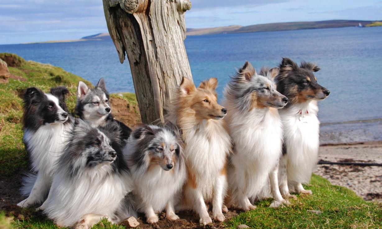 喜乐蒂牧羊犬和陨石色边牧啥区别,喜乐蒂牧羊犬与边境牧羊犬区别