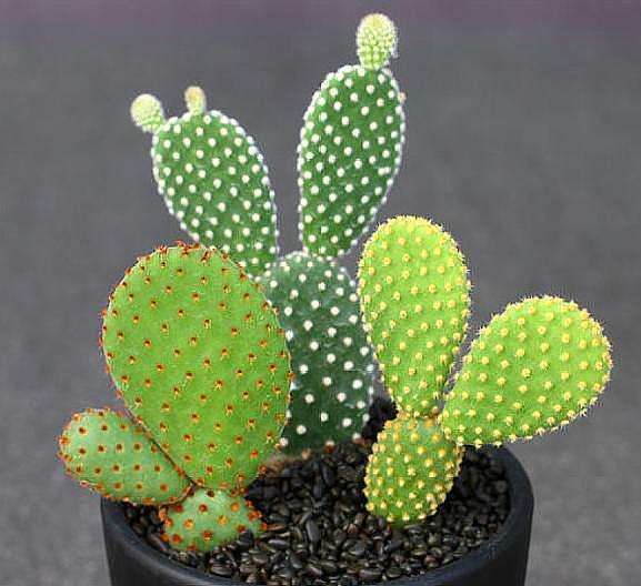 100种适合室内养的植物盆栽,10种适合室内摆放的花卉盆栽推荐