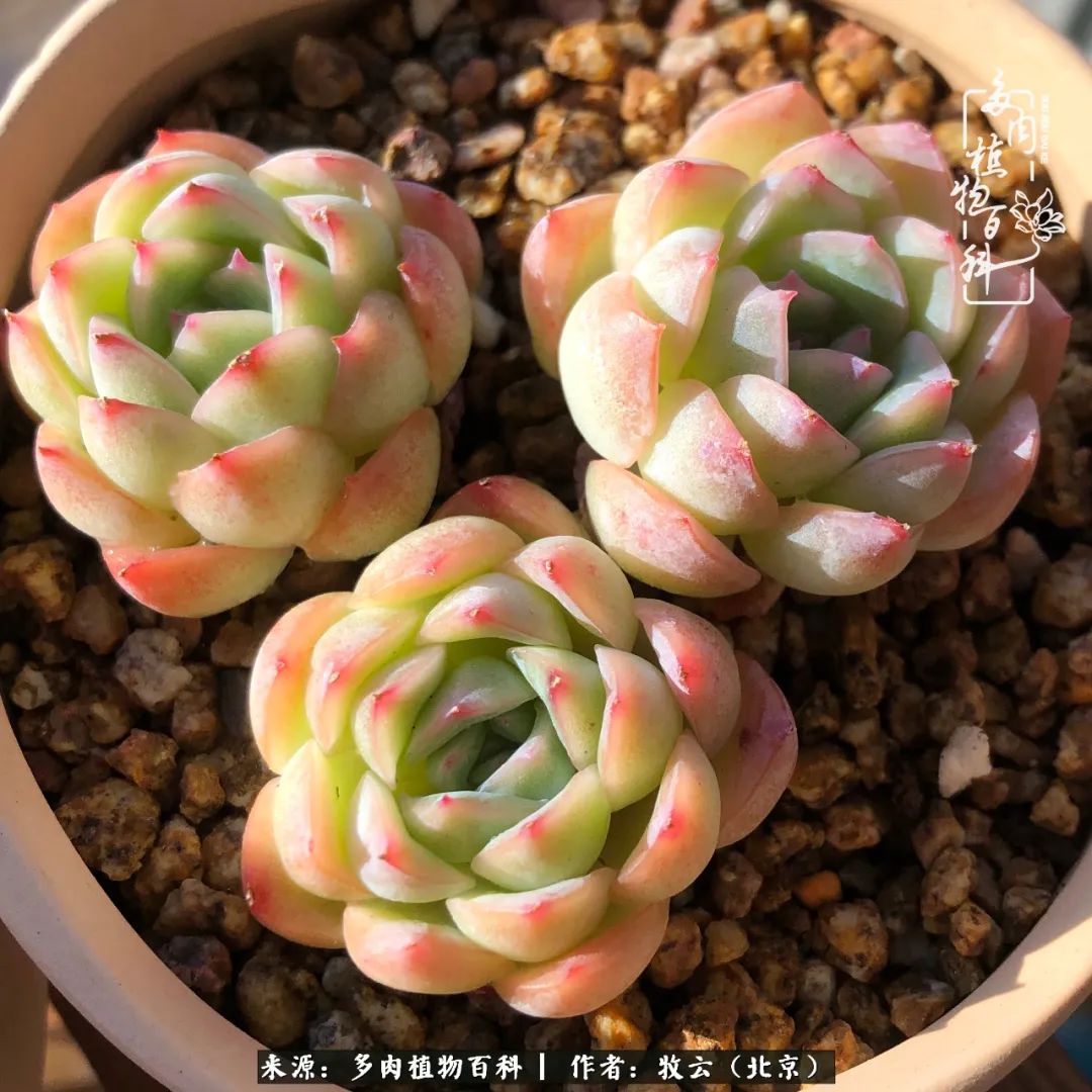 多肉植物一样的生机勃勃,多肉生活充满诗意