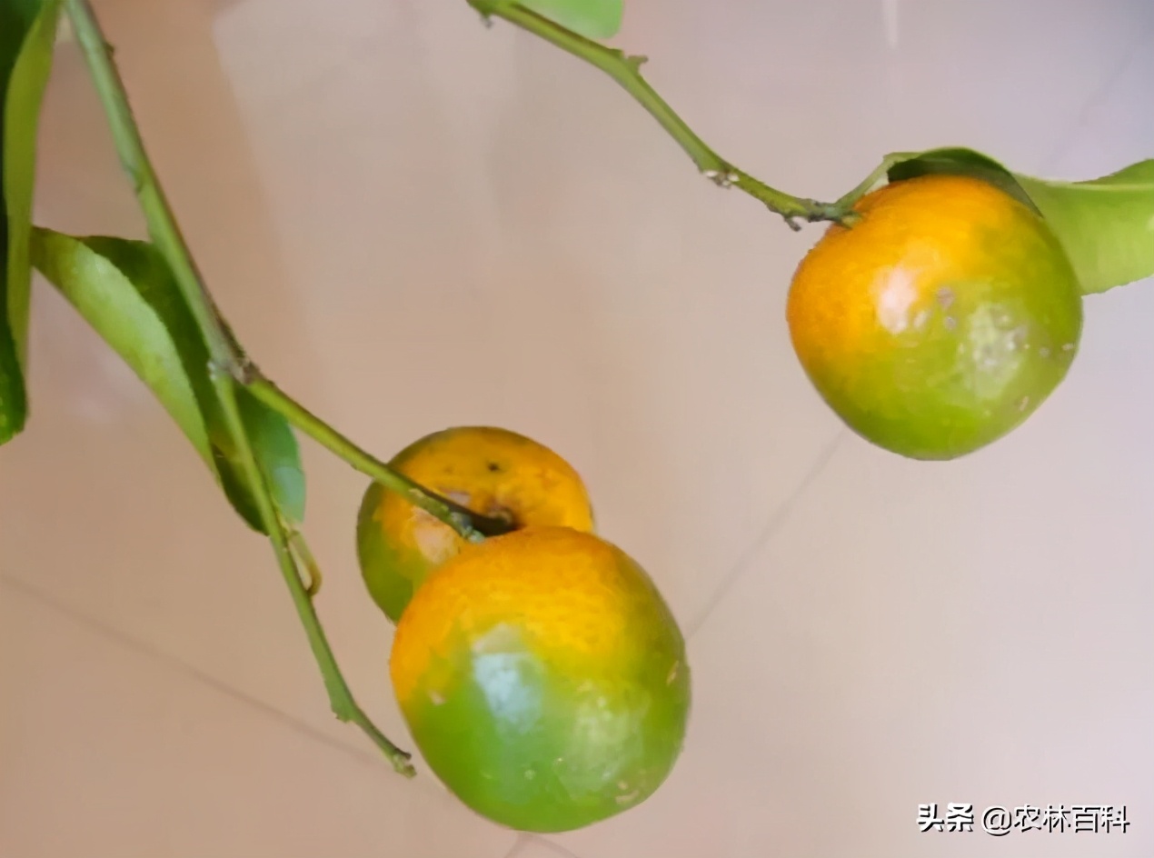 科学选苗，健康管理能解决砂糖橘黄化病大难题