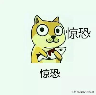 宠物整形有多可怕,宠物美容修脸