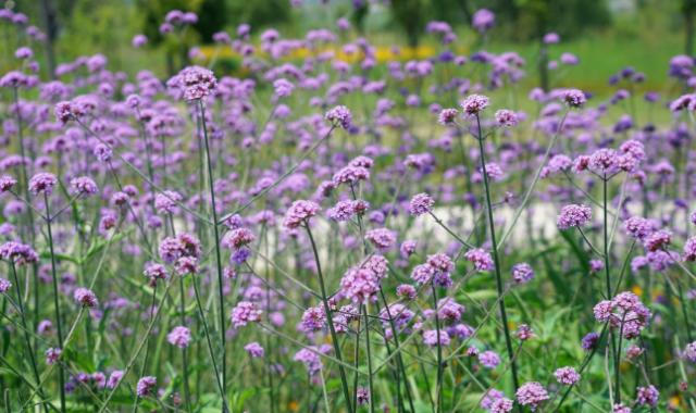 芜湖出发皖南自驾一日游推荐,皖南风景区旅游攻略一日游