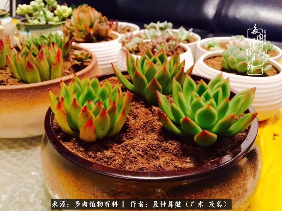 轻轻地告诉你,我的多肉也曾美过,不信你看看