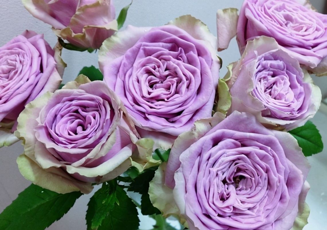 蓝色妖姬浪漫情怀,蓝色妖姬忧郁蓝调