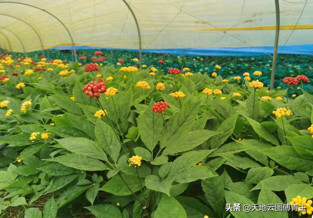 中药原材料性价比,人参原料价格