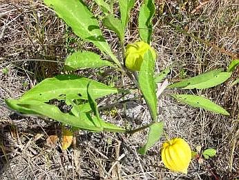 生物相册：姑娘还是菇茑？这水果，世界各地有39种