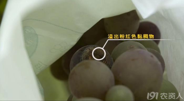 葡萄8月管理,葡萄八月的霜霉防治