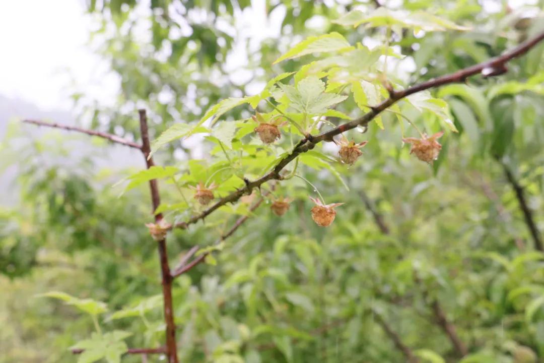 诸暨哪里树莓采摘最好,诸暨摘树莓