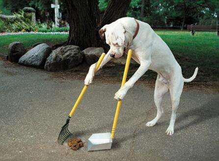 狗狗在笼子里乱拉乱尿怎么办,禁止狗狗乱尿的喷雾剂有用吗