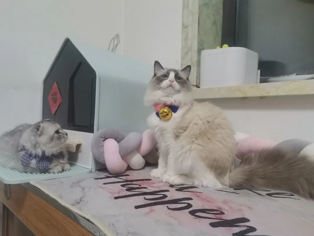 铲屎官不铲屎,铲屎官被鄙视