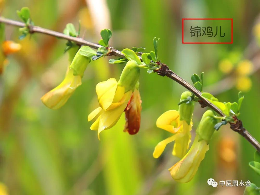 品味本草之美（第一季）