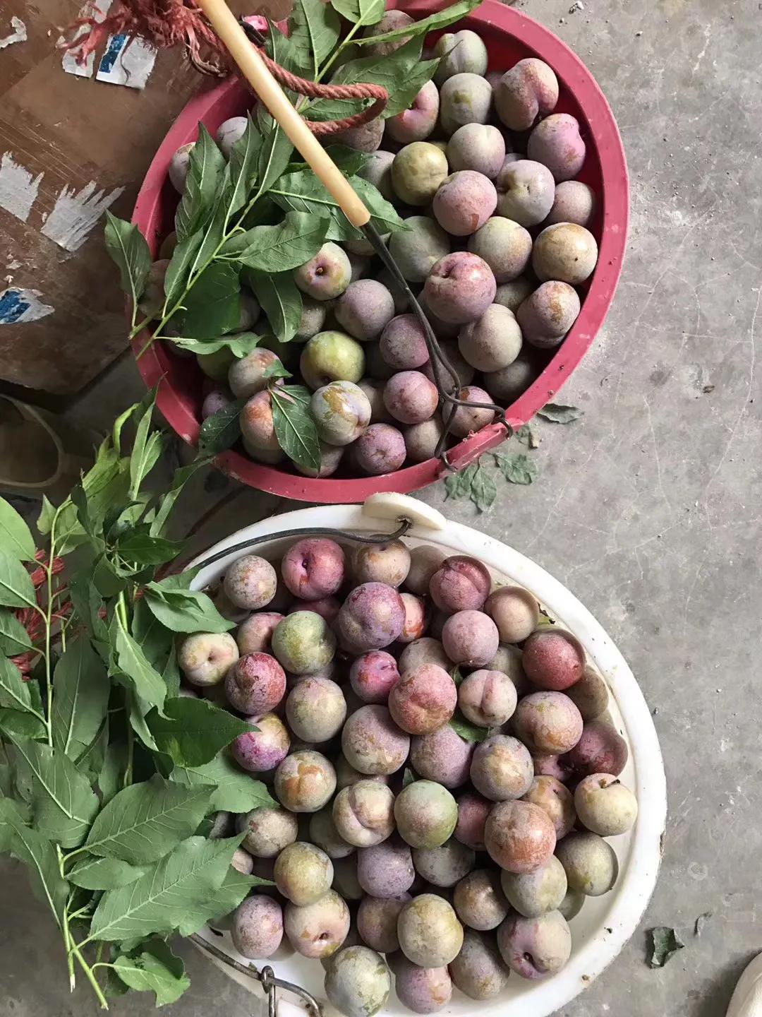 三华李南华李的区别,银妃三华李是早熟好还是迟熟好吃