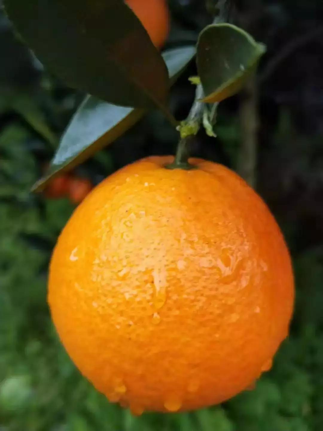 湖北秭归脐橙跟江西甜橙哪个好吃,秭归伦晚脐橙新鲜甜橙9斤