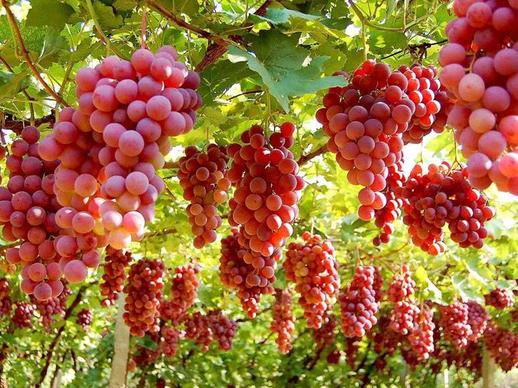 三伏天吃什么传统食物对身体好,三伏天吃什么食物有益身体健康