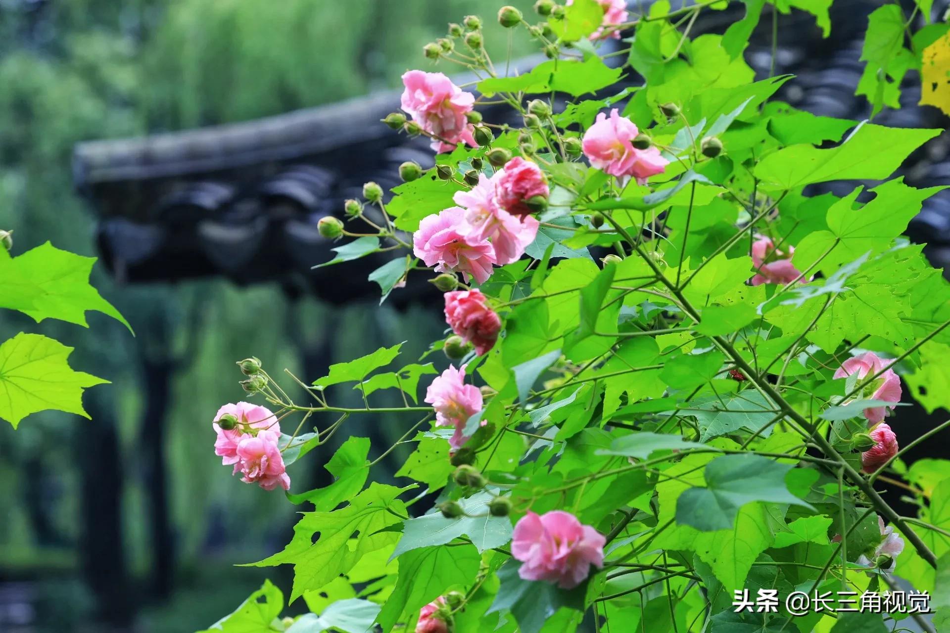 “断崖式”寒潮过后,湖州:晚秋芙蓉始盛开