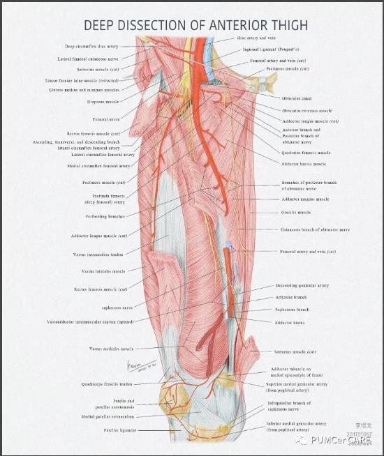 灵魂画手！协和医学生手绘器官解剖图，极具艺术美感，走红网络！