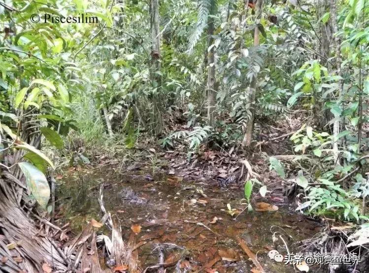 寻找黑暗世界的女神──帕斯风斗鱼