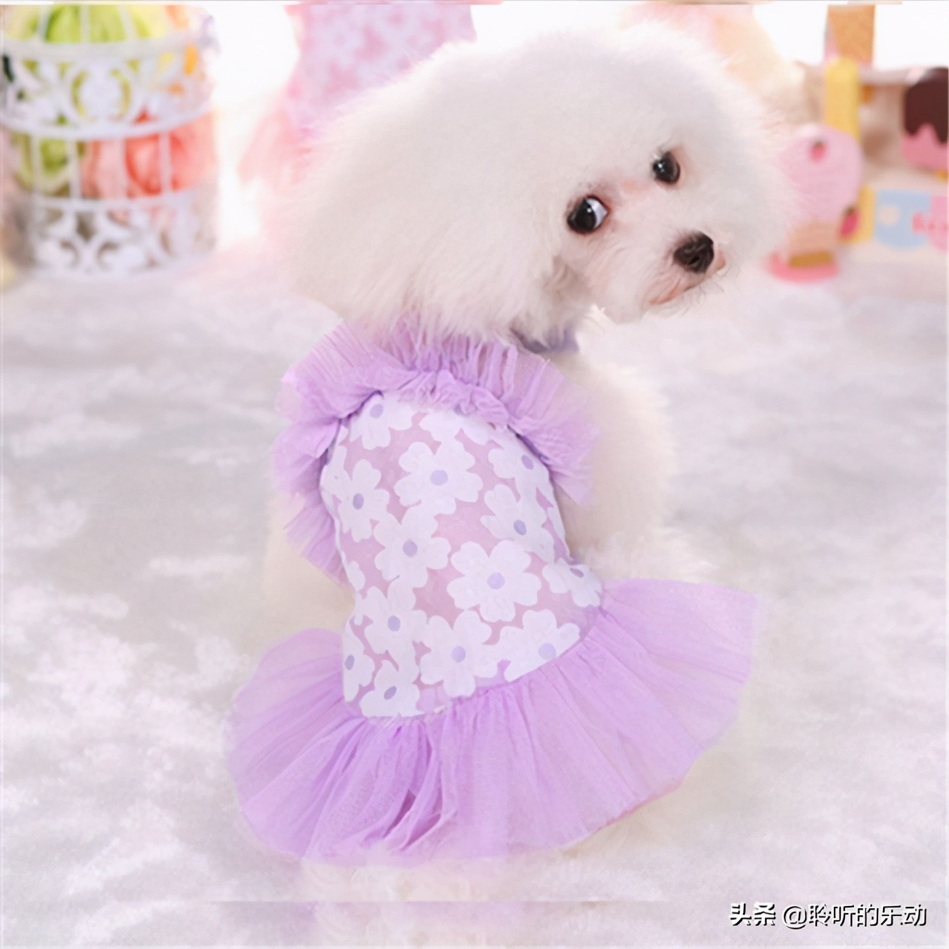 十大可爱的宠物狗,最潮的狗狗穿衣搭配