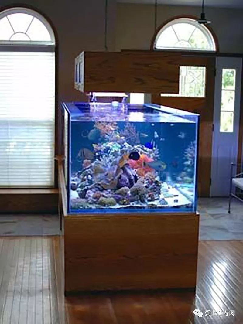 鱼缸五十种鱼,家庭鱼缸养什么鱼更容易存活