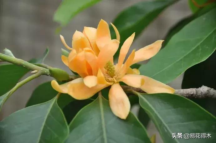 黄桷兰的养殖方法技巧,养黄桷兰的正确方法