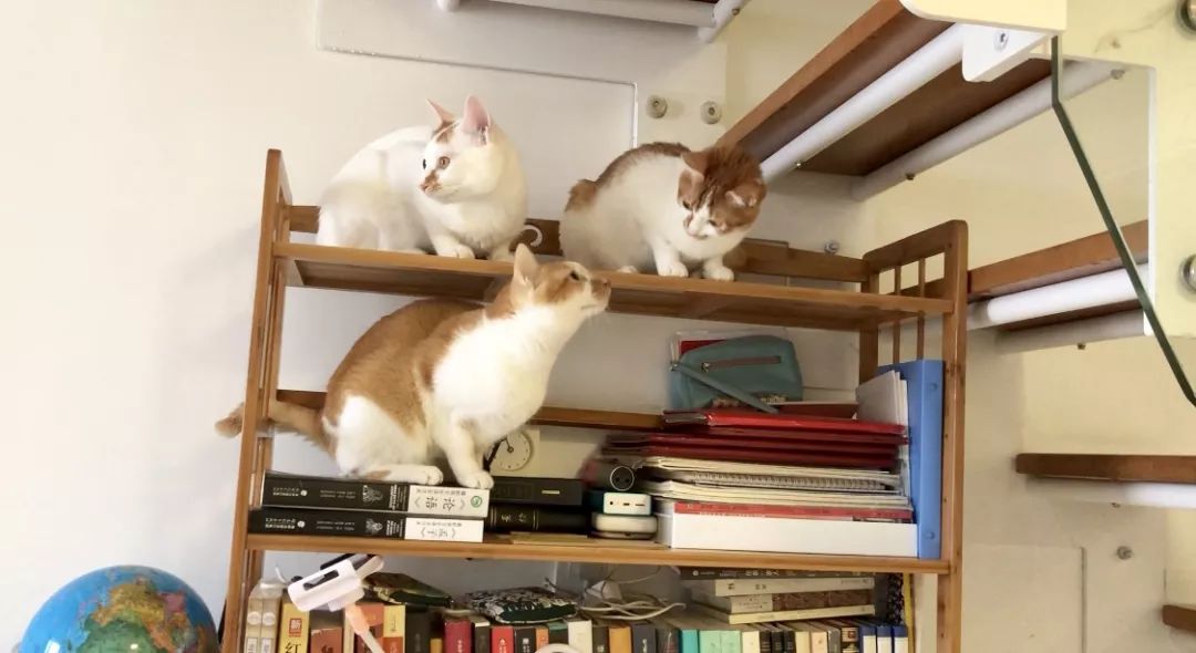 猫窝倒扣闷死猫事件,猫窝导致宠物窒息