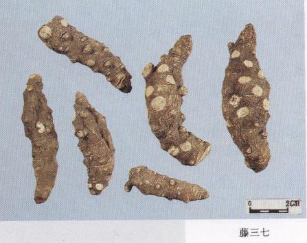 怎样辨别三七真假最简单的方法,真假三七粉如何辨别