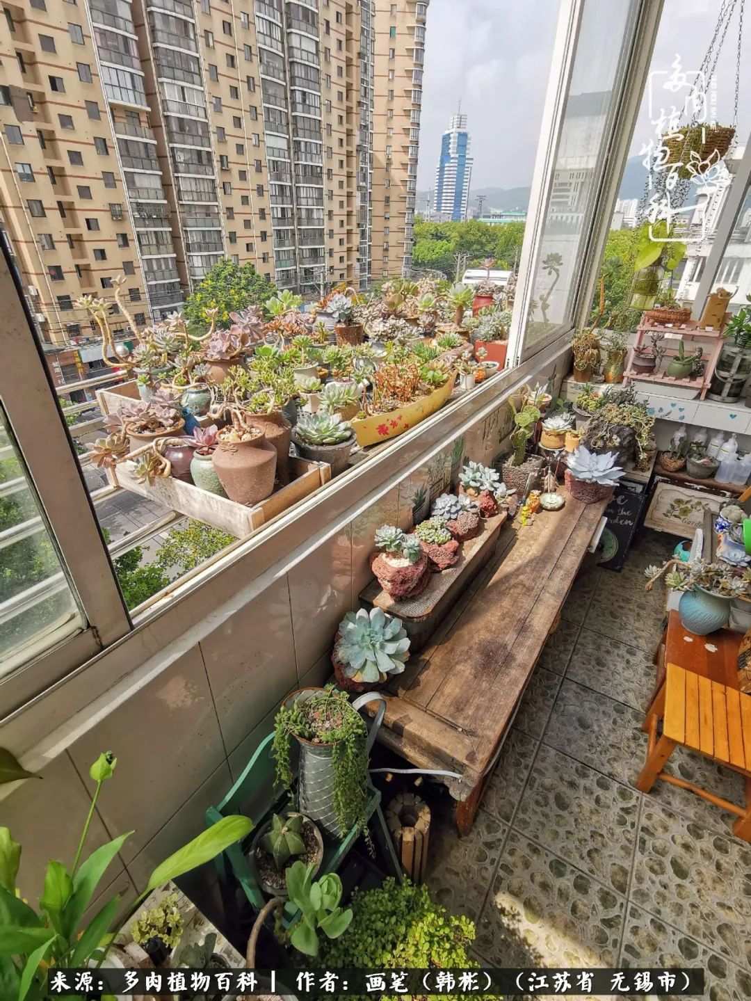 阳台多肉花园简直美翻了,适合男生养的多肉