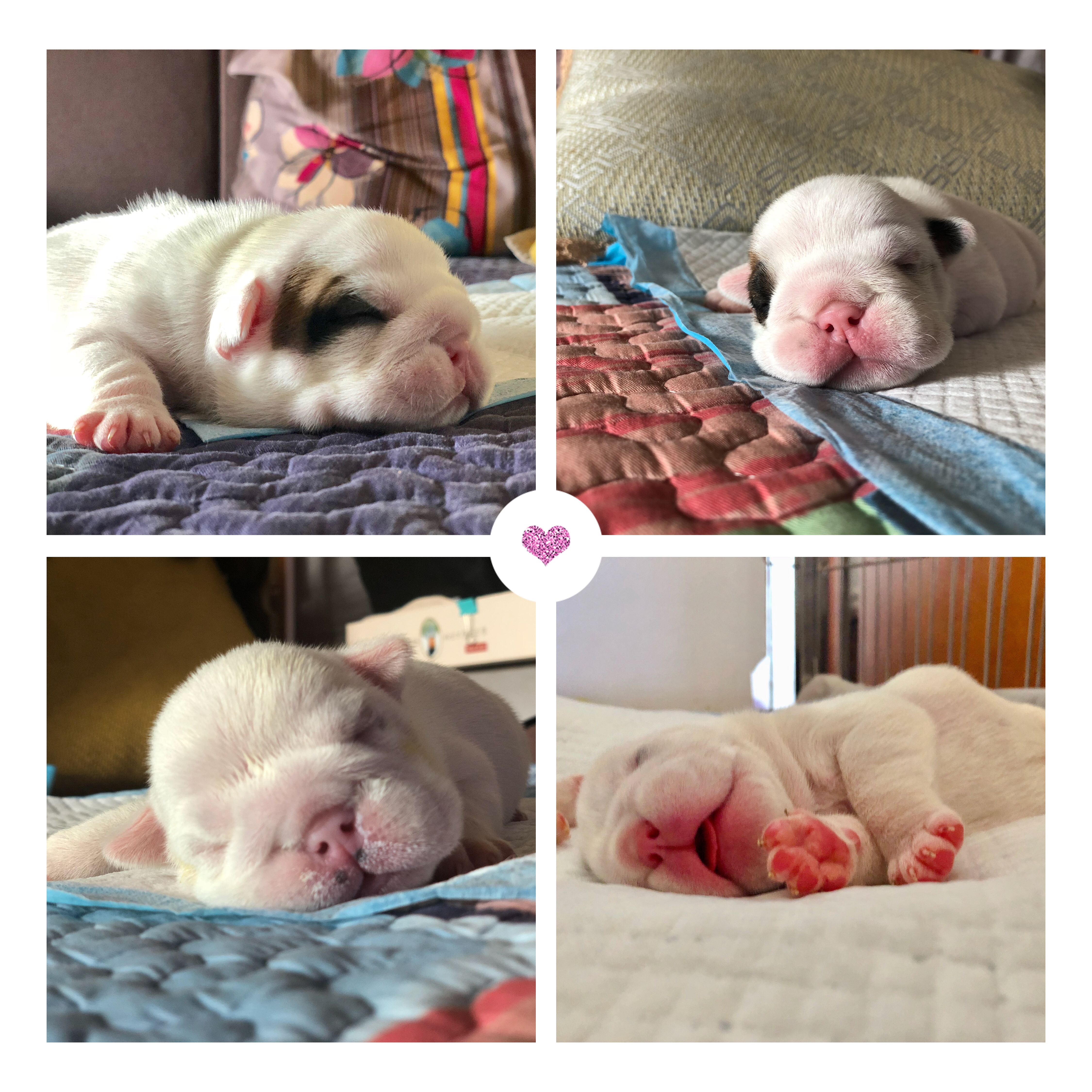 英牛分娩,英牛怀孕40天什么样